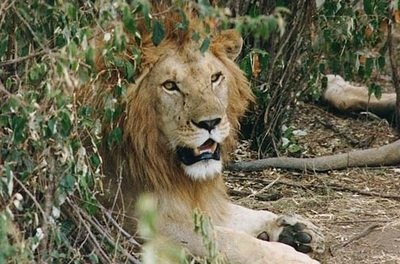 lion wildlife