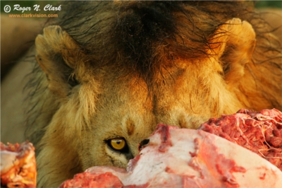 lions food
