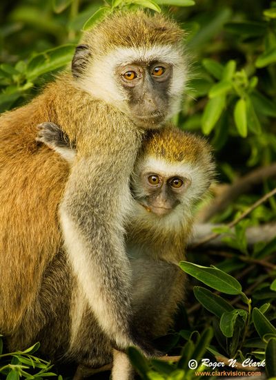 vervet monkey wild