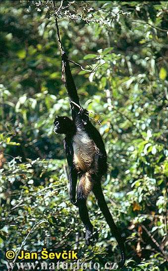 american spider monkey