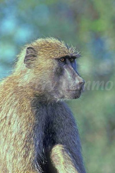 baboon monkey