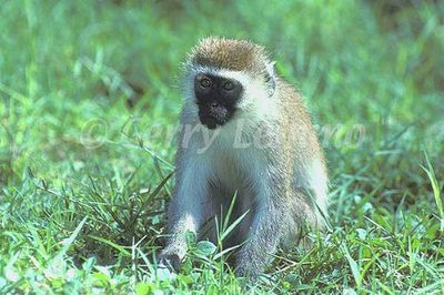 black faced vervet monkey