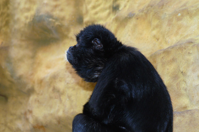 black-handed spider monkey