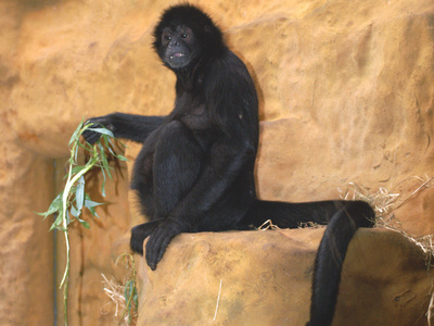 black-headed spider monkey rocks