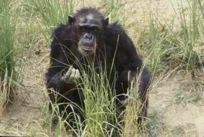 chimpanzee