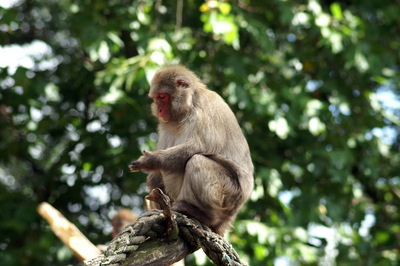 japanese macaque