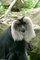 lion tailed macaque