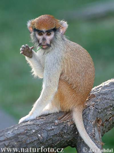 patas monkey