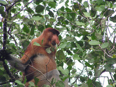 proboscis monkey