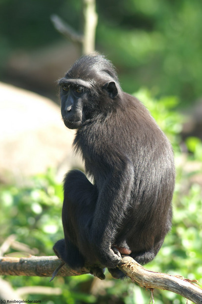 celebes crested macaque