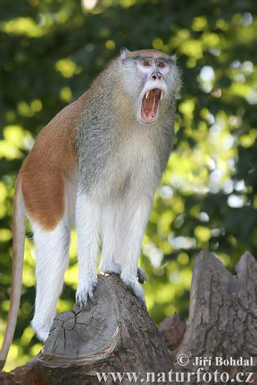 the patas monkey