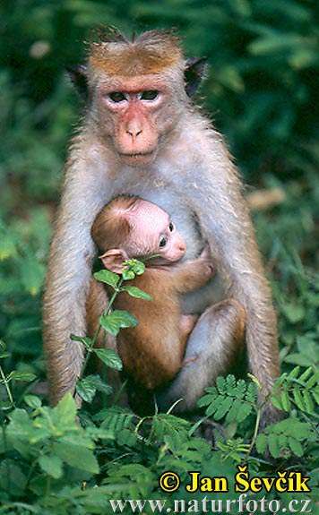 toque macaque female