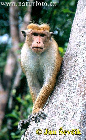 toque macaque