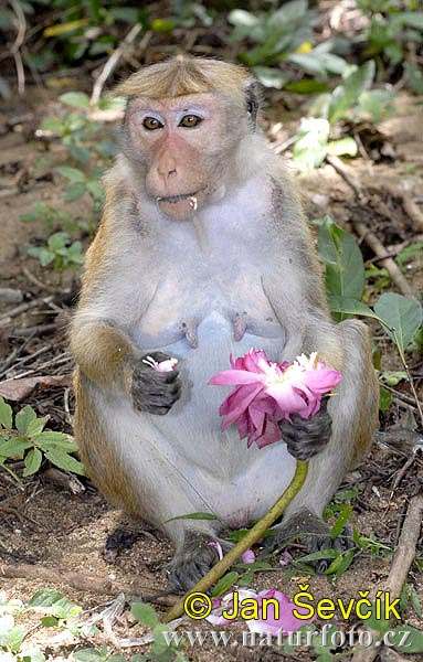 toque macaque wild