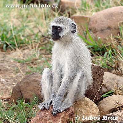 vervet monkey male