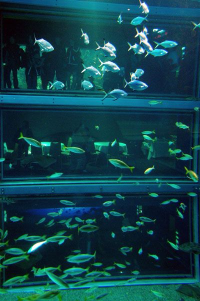 aquarium in osaka japan