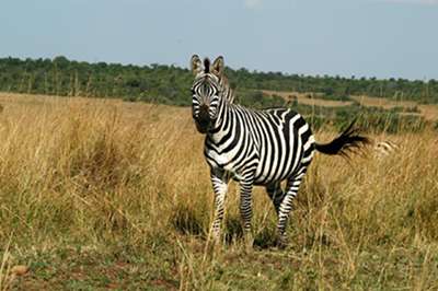 equus zebra