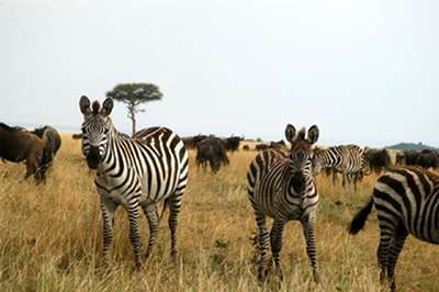 zebra kenya