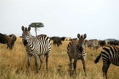 zebra kenya