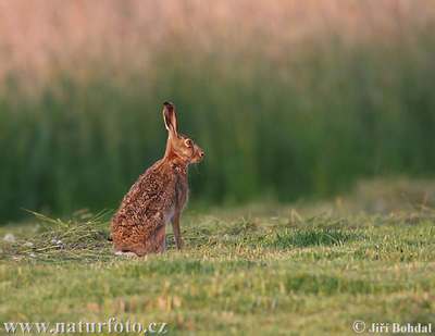 rabbit male