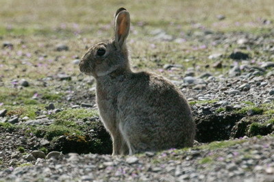 rabbit picture