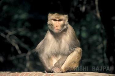 rhesus macaque