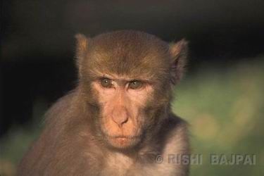 rhesus monkey male