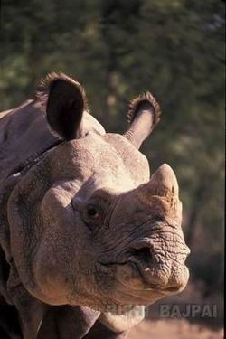 african rhinoceros