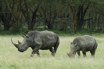 rhino family