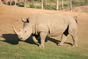 rhinoceros