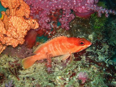 dive similans