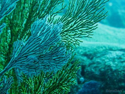 diving in similan