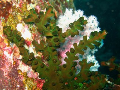 diving similan islands