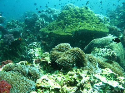 diving similan