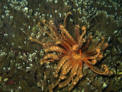 diving the similan national