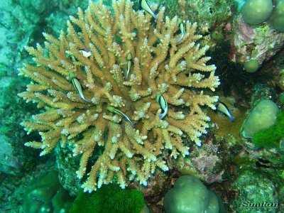 similan island dive