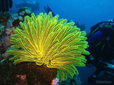 similan island diving