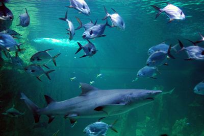 sydney aquarium building