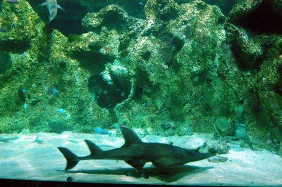 sydney aquarium