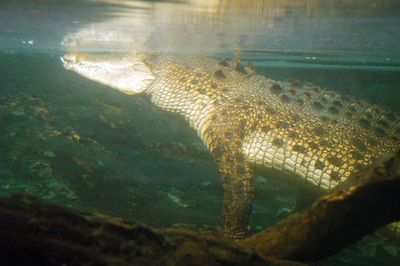 sydney harbour aquarium