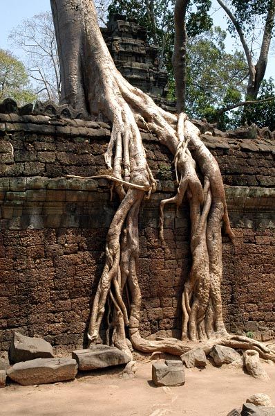 ta prohm temple