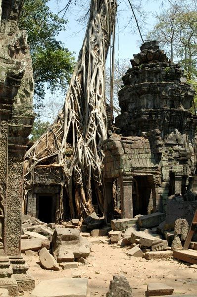 ta prohm tree