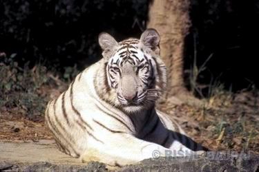 white tiger male