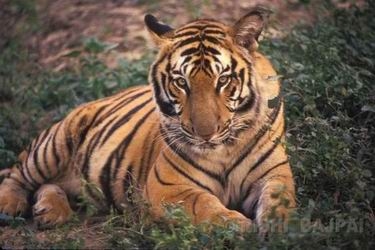 tiger wildlife