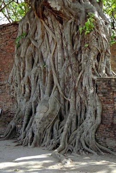 tree at wat mahathat