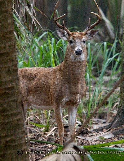 whitetail deers