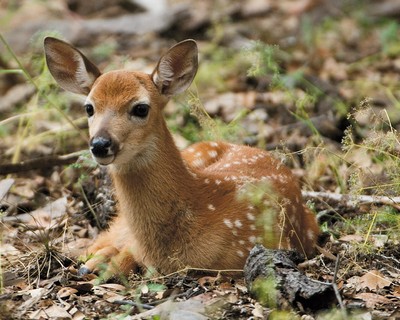 fawn