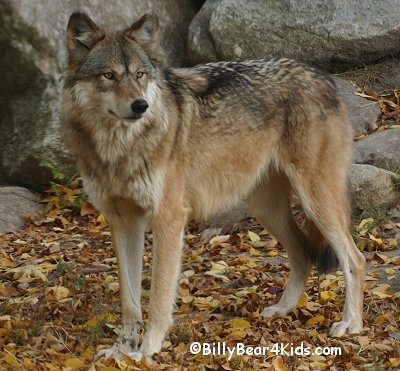 animal  wolf 