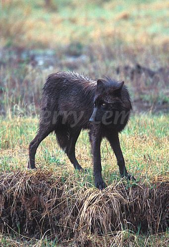 black wolf
