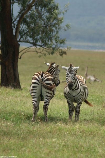 burchell zebra mating